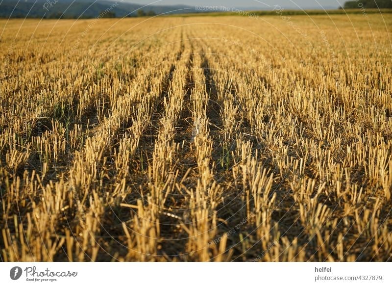 Harvested mown grain field in midsummer in detail with mountains and blue sky in background Field scythed Cornfield Thorny Grain Agriculture fields Summer