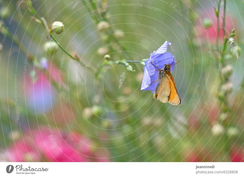 orange butterfly on lilla flower Pink Flower Blossom pretty blurriness in the foreground Blossoming Colour photo Interior shot Nature variegated cheerful Day