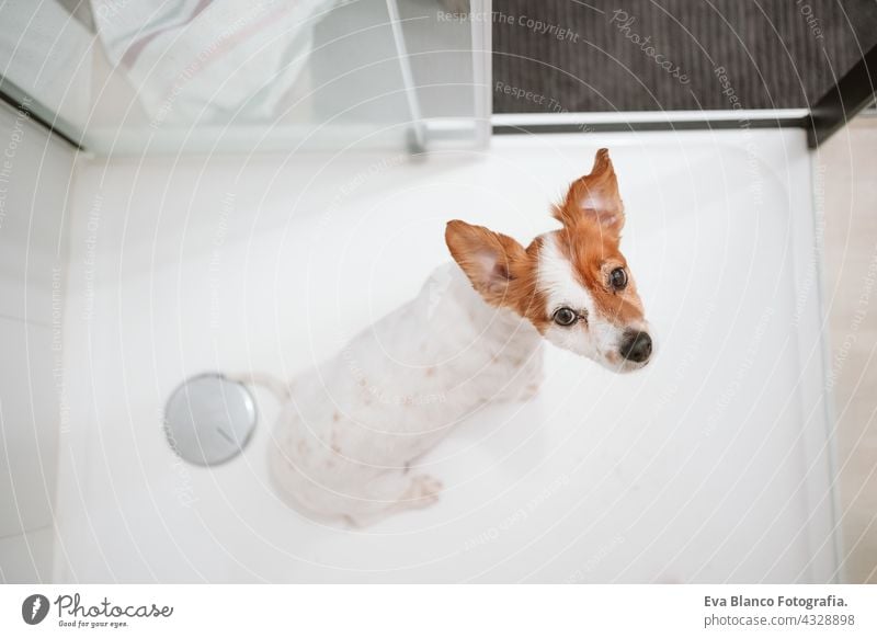 top view of cute jack russell dog sitting in shower ready for bath time. Pets indoors at home wet wash clean beautiful bathe health soap dry grooming care puppy