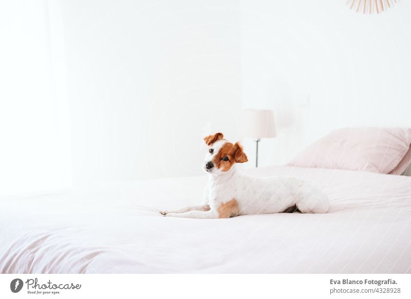 cute small jack russell dog resting on bed during daytime. Pets indoors at home sleeping tired inside hiding recovery cozy love domestic wake up funny relax
