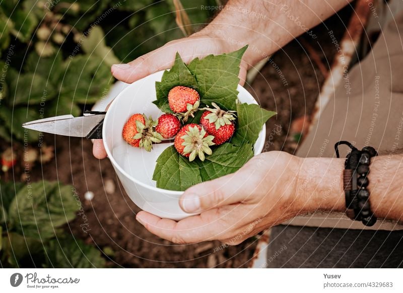 Human hands are holding ripe strawberries in a white bowl. Harvesting berries. Farmers male hands pick fresh red strawberries in the garden. Organic dieting fat-free, low-calorie product. Close-up