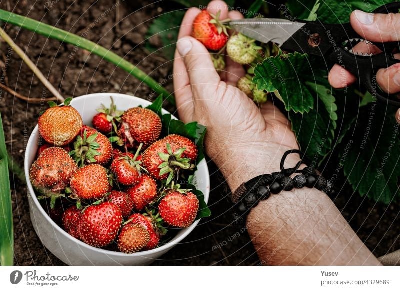 Farmers male hands pick fresh red strawberries in the garden. Human hands in the frame. Harvesting seasonal berries. Organic fat-free, low-calorie product. Seasonal antioxidant and detox nutrient.