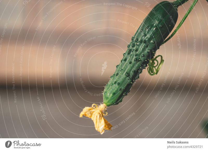 just an illusion. This is a cucumber. agriculture background bed branch close-up closeup colorful crop cultivation disease eating farm farmer farming field