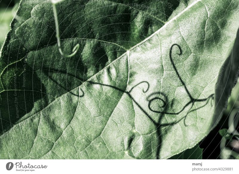 Dance of the curls on a leaf from a pumpkin plant. spirally naturally Abstract Thin Rotate Tendril Plant Spiral Nature shoot tendril Harmonious Mysterious