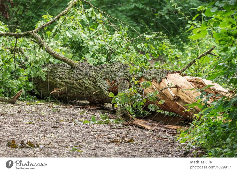 Storm knocks down tree Tree Gale Exterior shot Environment Climate Storm damage road Deserted Damage Day Uprooted off Climate change Topple over Oak tree