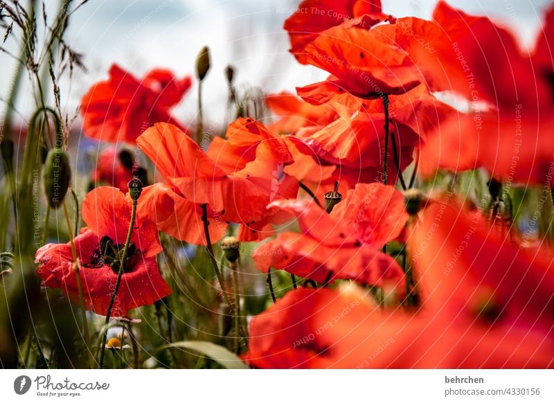 when the mo(h)ntag bangs in! poppy flower blurriness Leaf Blossoming Beautiful weather Meadow Garden pollen luminescent Exterior shot Poppy field Colour photo