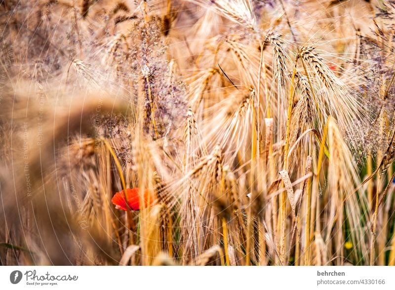 mo(h)ntags hideout Colour photo Ecological Awn Idyll idyllically Agriculture Exterior shot Harvest Nutrition Plant Agricultural crop Environment Landscape