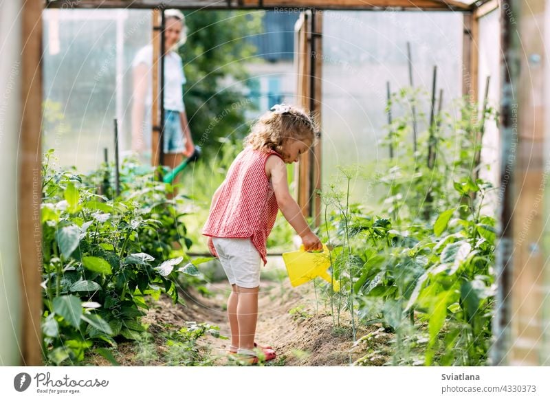 A little girl waters the plants in the greenhouse in the summer, helps to take care of the garden. Childhood, mother's assistant, plant care baby watering can