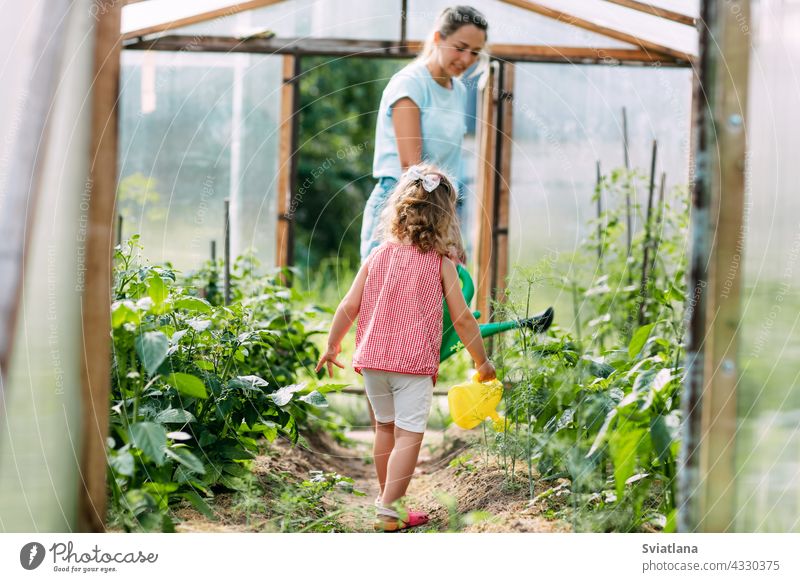 A happy little girl helps her mother to water the plants in the greenhouse. Childhood, parenting, upbringing daughter baby watering watering can gardening woman