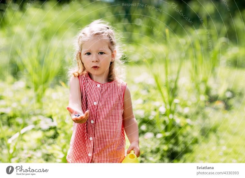 A little girl collects and eats berries in her garden in the summer on a sunny day baby collecting gardening ripe cute rural kid nature child food fruit organic