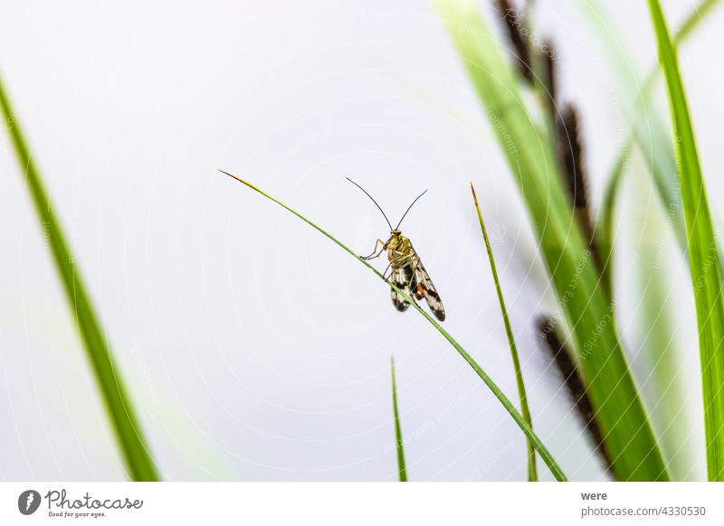 Scorpion fly sitting on a blade of grass Insect Panorpa Panorpa germanica animal animal themes animals copy space german scorpion fly insect meadow