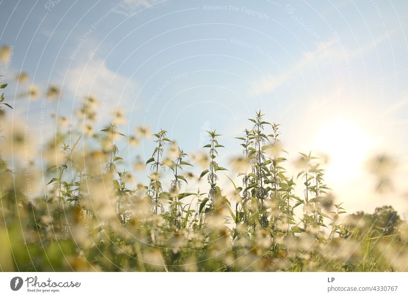 chamomile flowers and nettles against a sky background Shallow depth of field Sunlight Day Copy Space top Exterior shot Alternative medicine Blue sky Ease
