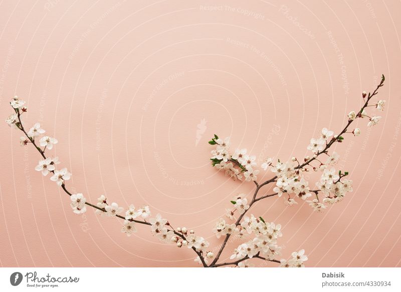 Blooming tree branch on pink background plant flower blooming minimal scene design leaves pastel banner fashion space creative bright composition blossom