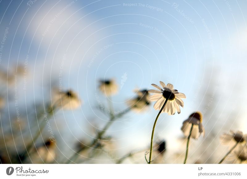 chamomile flower against a sky background Shallow depth of field Sunlight Day Copy Space top Exterior shot Alternative medicine Blue sky Ease Healthy Peace