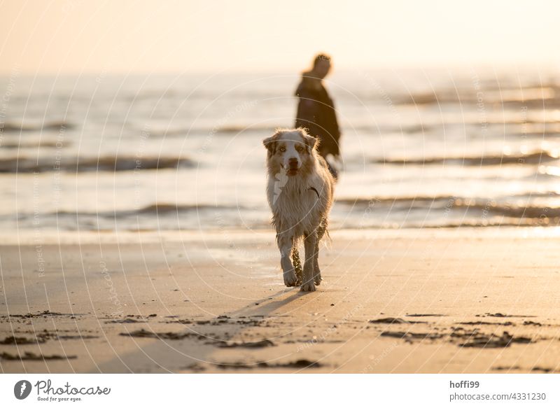 a dog walking in the sunset on the beach looking at the camera Dog Beach Sunset Waves Tracks Vacation & Travel coast Water Ocean Reflection Sand Summer Sky