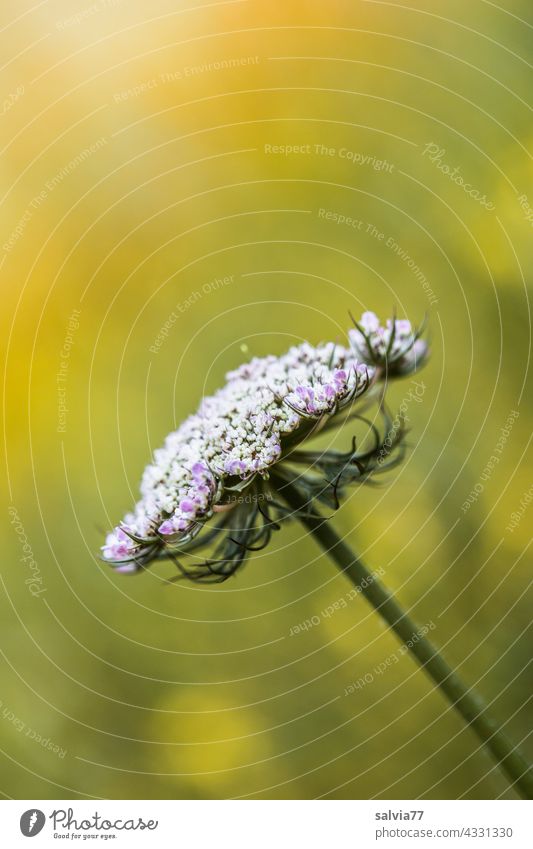carrot flower Nature Flower Wild carrot Apiaceae wild flower Wild plant Blossom Summer Plant Flower meadow White Yellow Blossoming Deserted Colour photo Meadow
