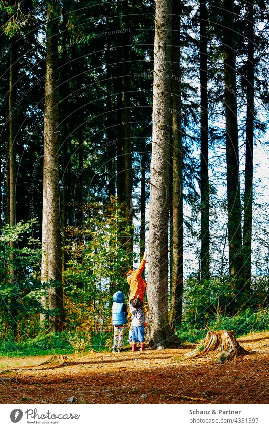 Adults and children at a tree in the forest Forest hike Family vacation Tree Tree trunk Nature experience explore Summer Adventure Outdoors travel Landscape