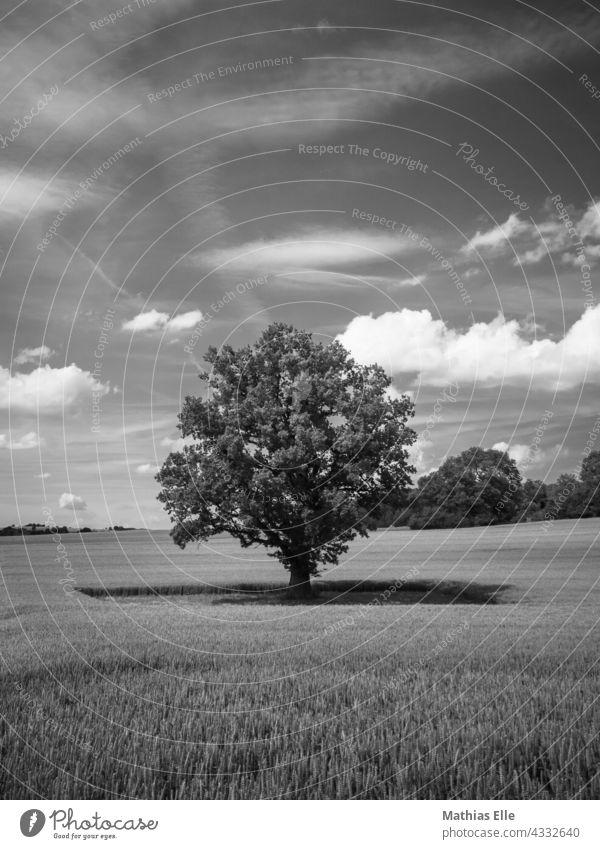Single tree in the middle of a wheat field Organic farming ecology Agricultural sector agriculturally arable farming acre arable crops Panorama (View) trees