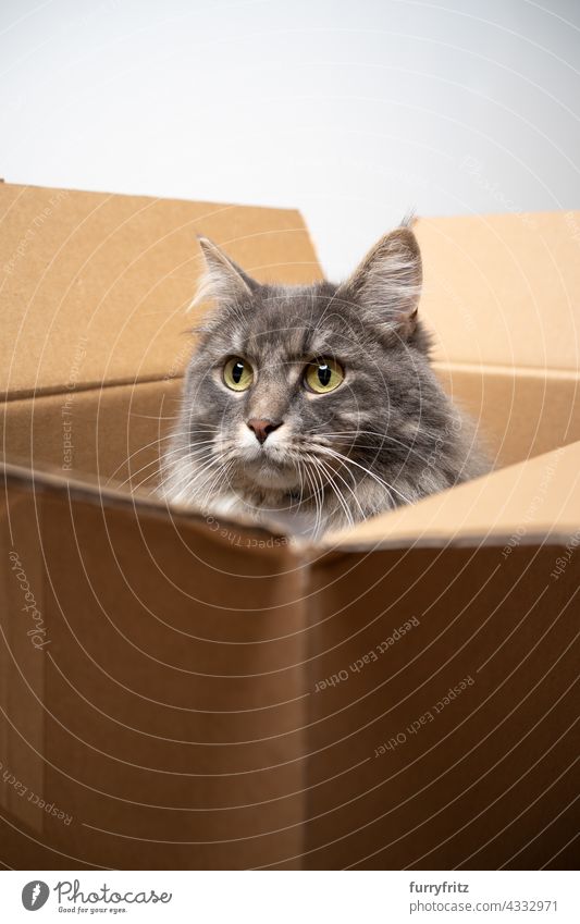 curious gray longhair cat sitting inside of open cardboard box pets fluffy fur feline maine coon cat one animal playful hiding inside looking out copy space
