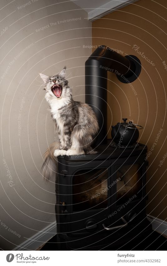 portrait of a yawning maine coon cat sitting on fireplace oven pets fluffy fur feline longhair cat one animal black tabby cute adorable beautiful indoors