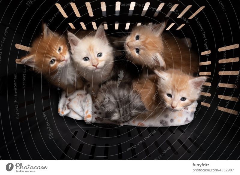 group of 8 week old maine coon kittens inside of pet carrier box cat pets fluffy fur feline longhair cat maine coon cat litter group of cats group of animals