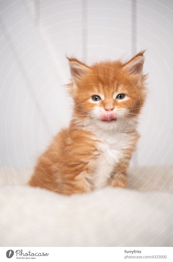 ginger maine coon kitten portrait on white cushion on white wooden background cat pets fluffy fur feline longhair cat maine coon cat one animal cute adorable