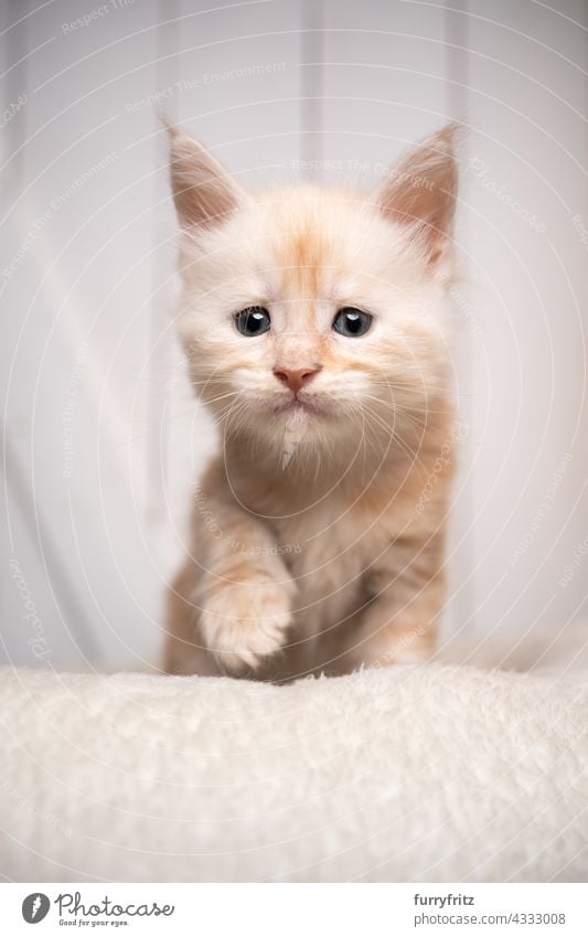 curious cream white maine coon kitten  portrait cat pets fluffy fur feline longhair cat maine coon cat one animal cute adorable beautiful indoors pet bed