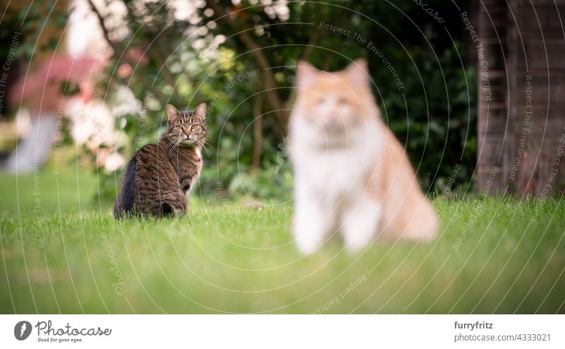 two different cats outdoors sitting on lawn in the garden looking at camera free roaming front or backyard green meadow grass longhair cat maine coon cat white