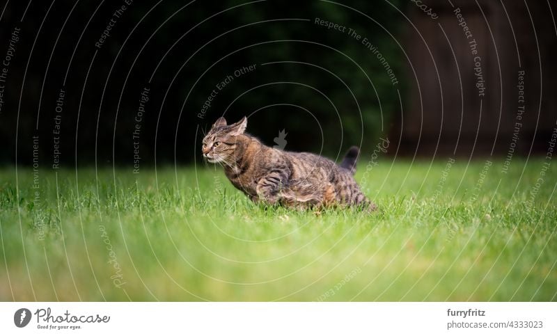 tabby cat running on green grass at high speed with copy space outdoors free roaming garden front or backyard lawn meadow shorthair cat feline fur one animal