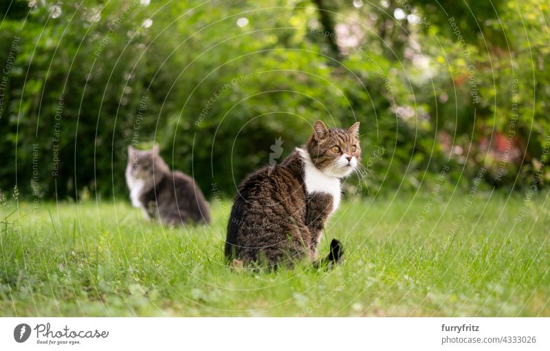two cats sitting side by side observing the garden outdoors nature green pets free roaming longhair cat maine coon cat british shorthair cat tabby white