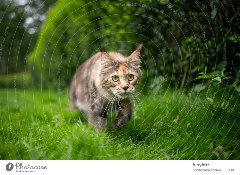 tortoiseshell maine coon cat walking lowered on green grass outdoors nature purebred cat pets free roaming longhair cat calico tricolor tortoiseshell cat
