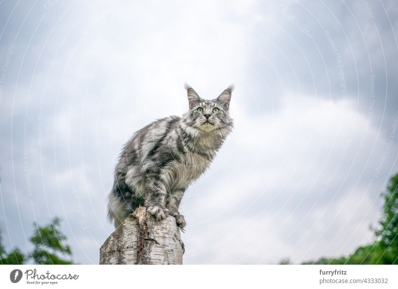 silver tabby maine coon cat sitting on birch tree stump outdoors observing nature green purebred cat pets free roaming longhair cat silver colored gray