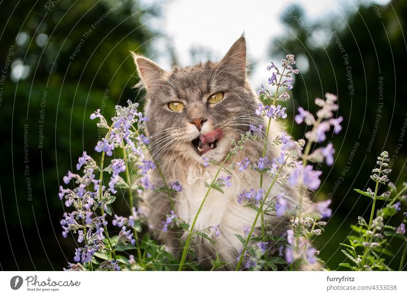 maine coon cat looking at blossoming catnip plant outdoors in nature free roaming garden front or backyard green plants flowering plant bloom longhair cat