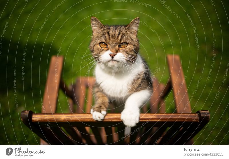 curious cat outdoors in back yard rearing up on wooden chair free roaming garden front or backyard green lawn meadow grass garden chair shorthair cat tabby
