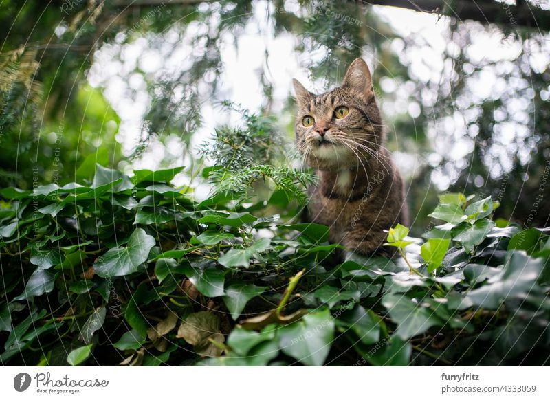 domestic shorthair cat outdoors in green nature on the prowl free roaming garden front or backyard foliage tabby feline fur one animal snaggletooth looking