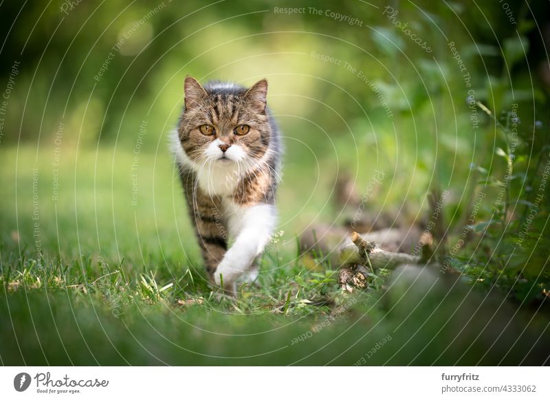 tabby white british shorthair cat walking towards camera on green lawn outdoors free roaming nature garden front or backyard meadow grass feline fur one animal