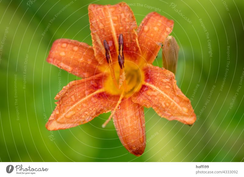 Close up of orange flower with water droplets against green diffuse background Blossom Pistil naturally Spring Orange Red Blossoming Flower Blossom leave macro