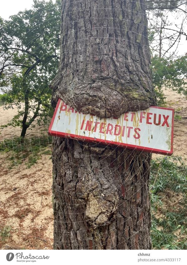 Feux interdits Tree Signs and labeling ingrown Stone pine Beach duene Fire Prohibition sign Clue Signage Weathered Warning sign Characters Warning label