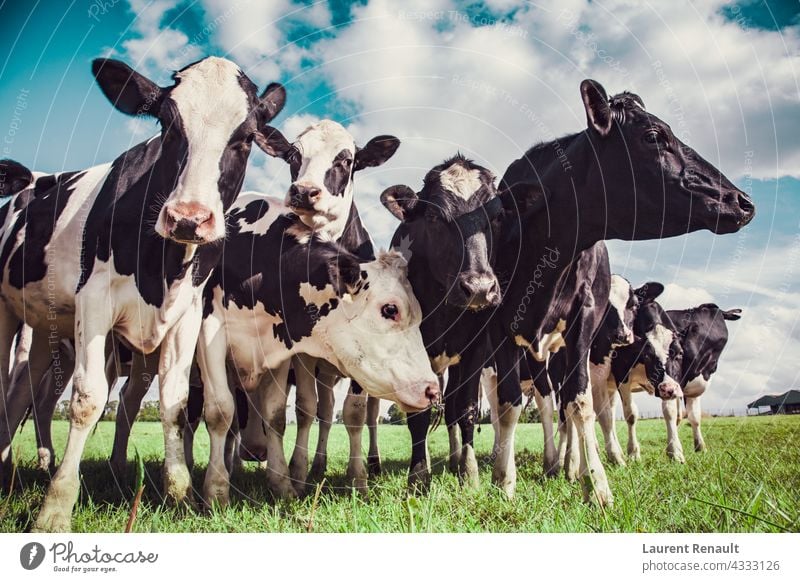 Group of Holstein cows agriculture animal beef black bovine cattle dairy farm farming farmland field holstein livestock nature pasture