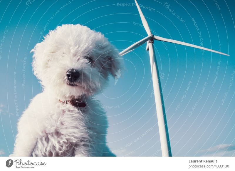 White dog and wind turbine for a clean concept air animal bichon blow breathe canine cute ecology energy environment fan fresh idea sustainable turbines