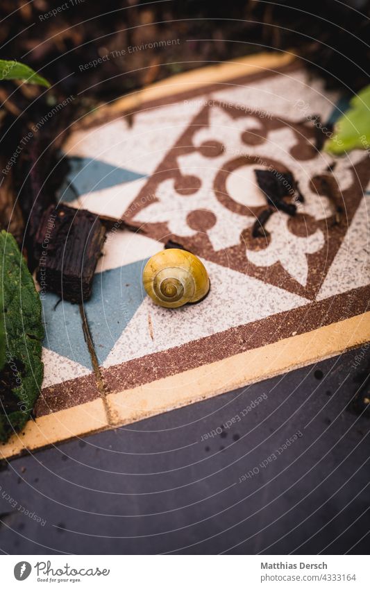 Snail shell on kitchen tile Crumpet tiles Nature Close-up Animal Colour photo Garden Exterior shot Feeler