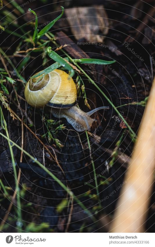 Snail with house Crumpet Snail shell Close-up Nature Nature shot Animal Feeler Animal photography