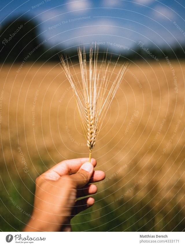 Hand with cereals Grain Ear of corn spike Cornfield Agriculture Farmer agriculturally Sky Horizon my perspective