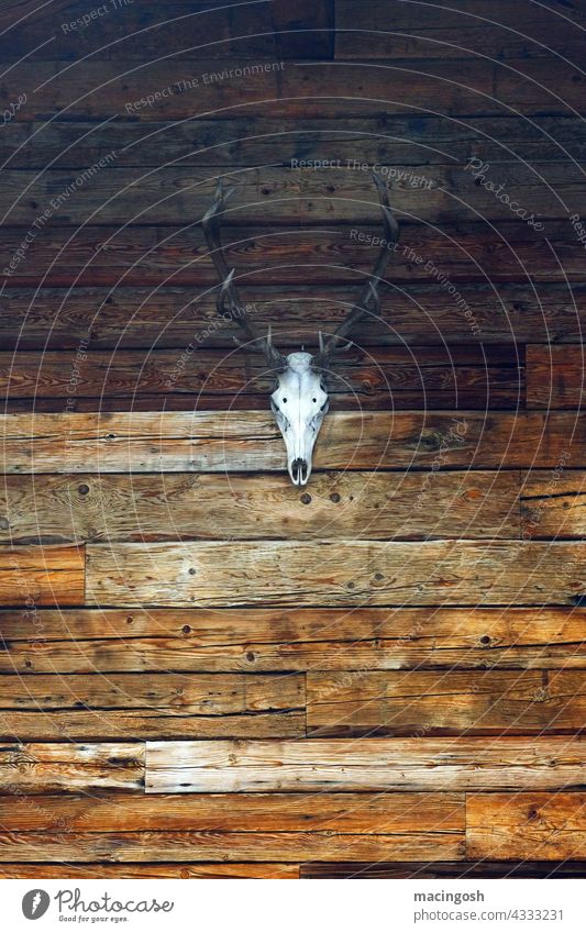 Stag head with antlers on the wall of a mountain hut Deer head stag's antlers Alpine pasture alpine hut Bavaria Southern Germany Austria traditionally Rustic