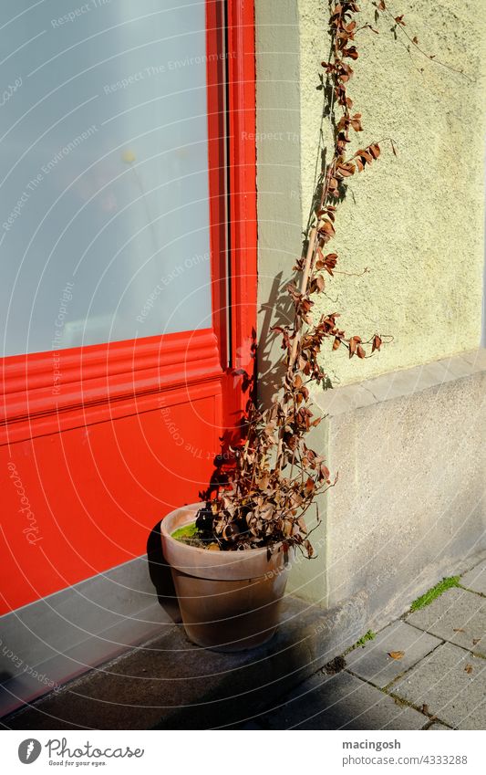 Flower pot with dried up plant Flowerpot Shriveled Withered Transience transient Red Street Scene off Afternoon sun afternoon mood Death dead Gloomy sad Plant