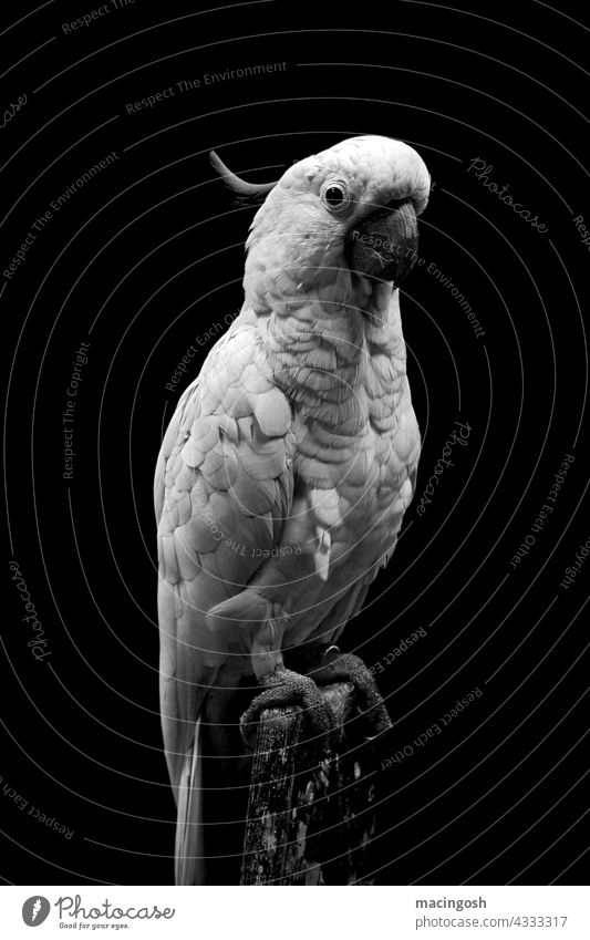 White Cockatoo Bird Pet Animal portrait Deserted Black & white photo black-and-white Rich in contrast parrot Parrots Nature Avian Pet ownership
