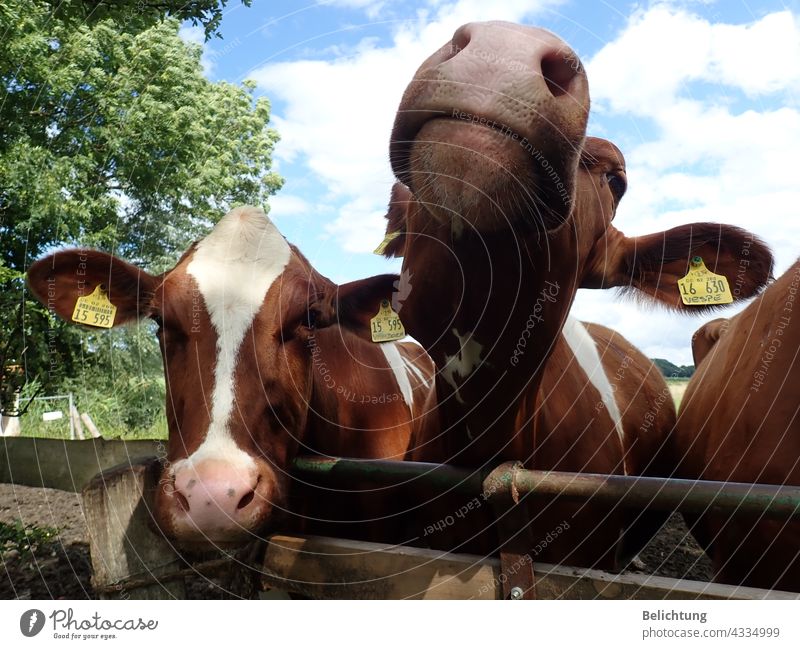 Glückliche Kühe Schnauze Nase Herde Vieh Bauernhof Weide