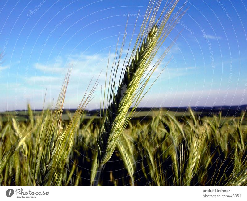rye Field Rye Summer Hill Ear of corn Grain Sky