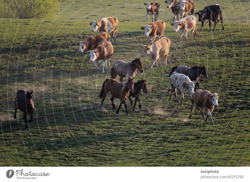 cattle on the run horse cow herd pasture farm rural livestock mammal field farming nature outdoor summer breed group dairy cattle farmland beautiful cows