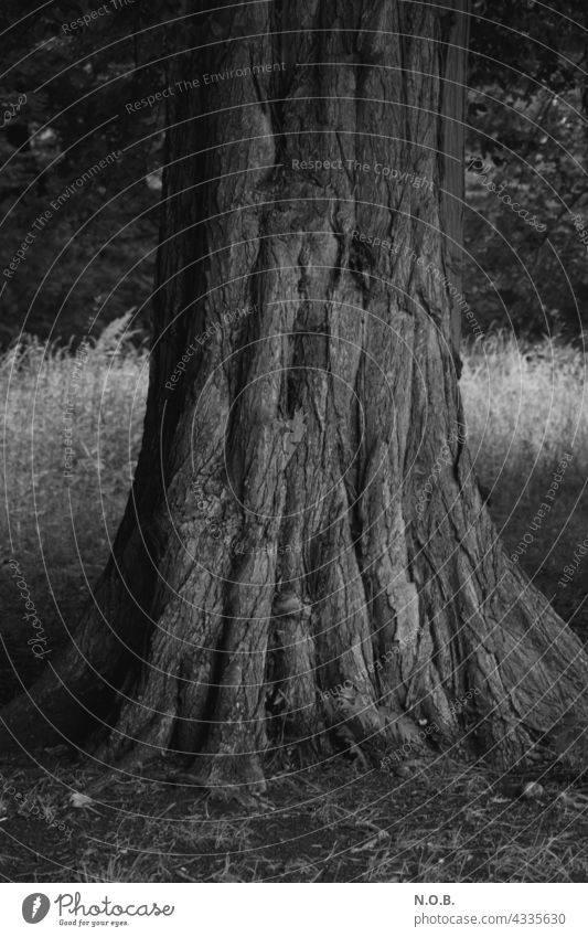 Tree trunk in black and white Old Black & white photo black-and-white Exterior shot B/W Deserted Gray Nature furrows rutted Force vigorous constant stability